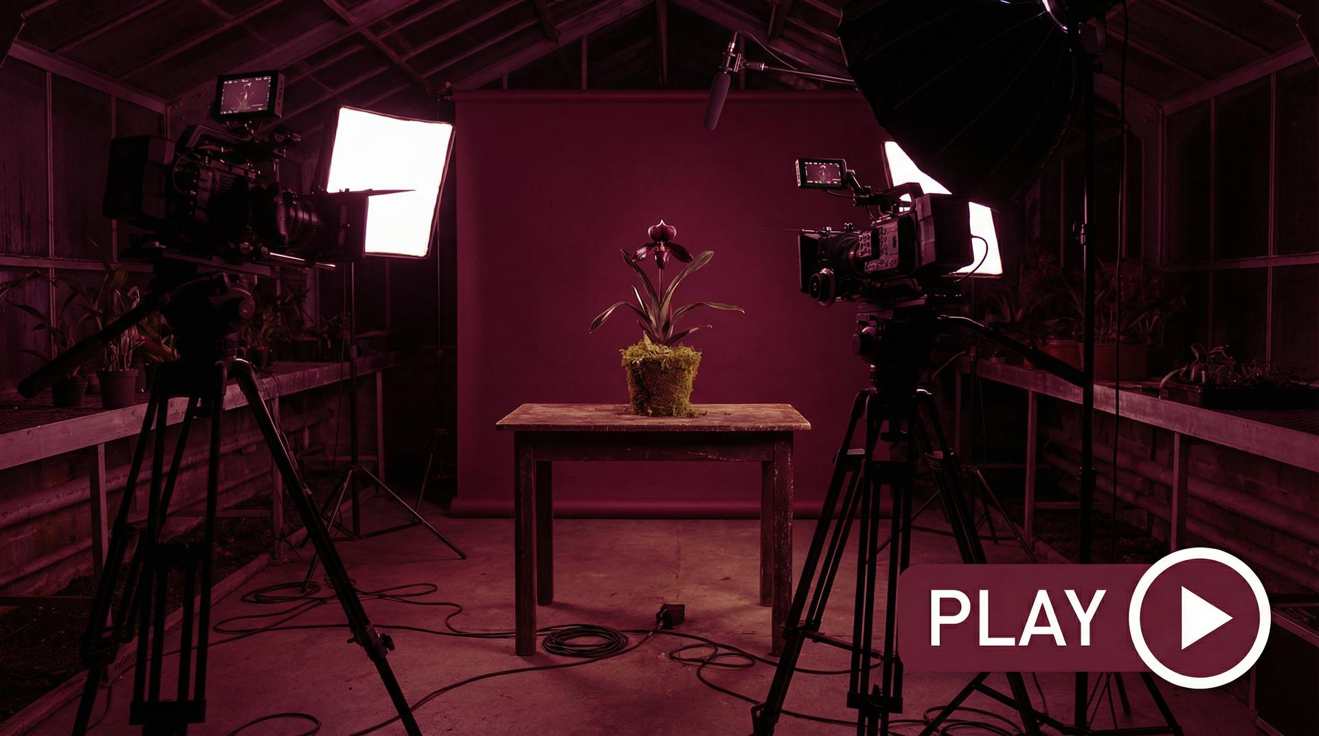 暗网植物视频 - 珍稀兰花视频拍摄幕后